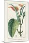 Turpin Tropical Botanicals II-Turpin-Mounted Art Print