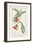 Turpin Tropical Botanicals III-Turpin-Framed Art Print