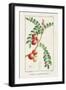 Turpin Tropical Botanicals III-Turpin-Framed Art Print