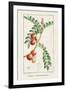 Turpin Tropical Botanicals III-Turpin-Framed Art Print