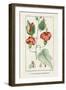 Turpin Tropical Botanicals IV-Turpin-Framed Art Print