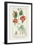 Turpin Tropical Botanicals IV-Turpin-Framed Art Print