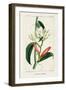 Turpin Tropical Botanicals IX-Turpin-Framed Art Print
