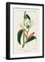 Turpin Tropical Botanicals IX-Turpin-Framed Art Print