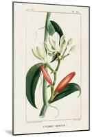 Turpin Tropical Botanicals IX-Turpin-Mounted Art Print