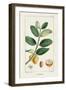 Turpin Tropical Botanicals V-Turpin-Framed Art Print