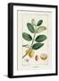 Turpin Tropical Botanicals V-Turpin-Framed Art Print