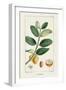 Turpin Tropical Botanicals V-Turpin-Framed Art Print