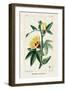 Turpin Tropical Botanicals VI-Turpin-Framed Art Print