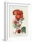 Turpin Tropical Botanicals VII-Turpin-Framed Art Print
