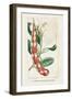 Turpin Tropical Botanicals VIII-Turpin-Framed Art Print