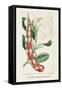 Turpin Tropical Botanicals VIII-Turpin-Framed Stretched Canvas