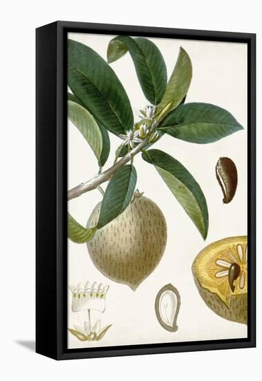 Turpin Tropical Fruit I-Turpin-Framed Stretched Canvas