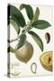 Turpin Tropical Fruit I-Turpin-Stretched Canvas