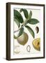Turpin Tropical Fruit I-Turpin-Framed Art Print