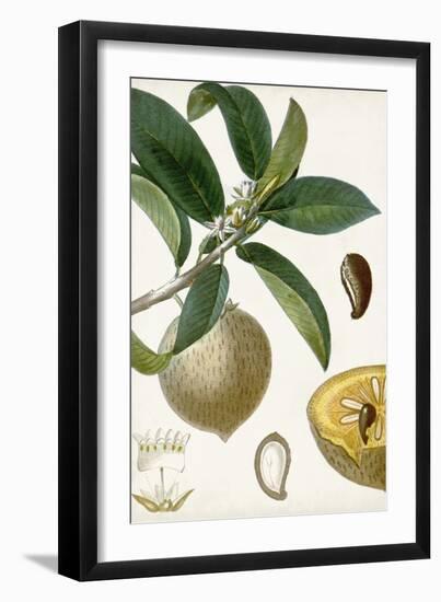 Turpin Tropical Fruit I-Turpin-Framed Art Print