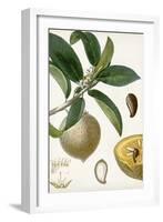 Turpin Tropical Fruit I-Turpin-Framed Art Print