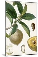 Turpin Tropical Fruit I-Turpin-Mounted Art Print