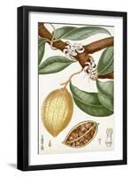 Turpin Tropical Fruit II-Turpin-Framed Art Print