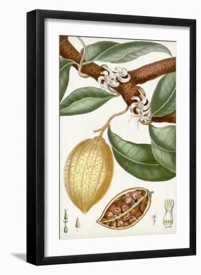 Turpin Tropical Fruit II-Turpin-Framed Art Print