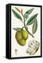 Turpin Tropical Fruit III-Turpin-Framed Stretched Canvas