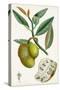 Turpin Tropical Fruit III-Turpin-Stretched Canvas