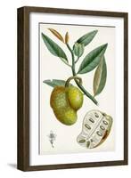 Turpin Tropical Fruit III-Turpin-Framed Art Print