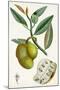 Turpin Tropical Fruit III-Turpin-Mounted Art Print