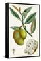 Turpin Tropical Fruit III-Turpin-Framed Stretched Canvas