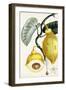 Turpin Tropical Fruit IV-Turpin-Framed Art Print