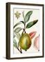 Turpin Tropical Fruit IX-Turpin-Framed Art Print