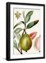 Turpin Tropical Fruit IX-Turpin-Framed Art Print