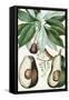 Turpin Tropical Fruit V-Turpin-Framed Stretched Canvas