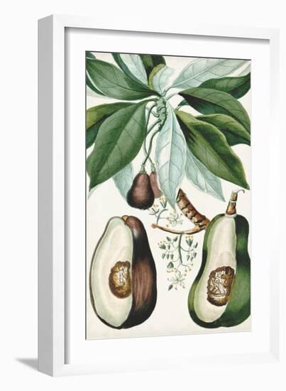 Turpin Tropical Fruit V-Turpin-Framed Art Print