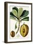 Turpin Tropical Fruit VI-Turpin-Framed Art Print