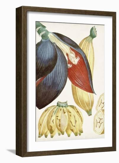 Turpin Tropical Fruit VII-Turpin-Framed Art Print