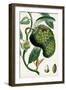 Turpin Tropical Fruit VIII-Turpin-Framed Art Print