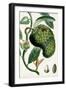 Turpin Tropical Fruit VIII-Turpin-Framed Art Print