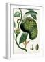 Turpin Tropical Fruit VIII-Turpin-Framed Art Print