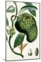 Turpin Tropical Fruit VIII-Turpin-Mounted Art Print