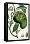 Turpin Tropical Fruit VIII-Turpin-Framed Stretched Canvas