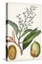 Turpin Tropical Fruit X-Turpin-Stretched Canvas