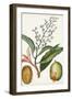 Turpin Tropical Fruit X-Turpin-Framed Art Print