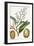 Turpin Tropical Fruit X-Turpin-Framed Art Print