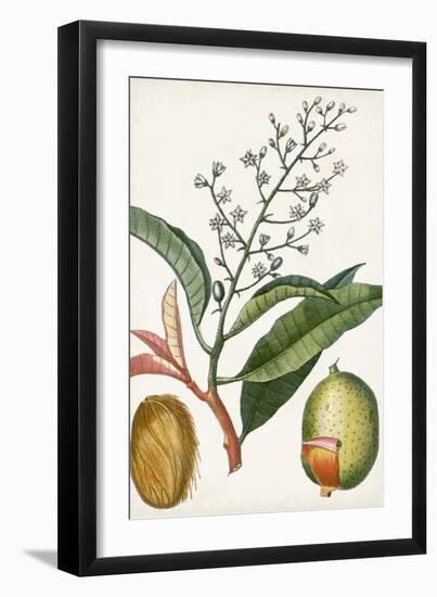 Turpin Tropical Fruit X-Turpin-Framed Art Print