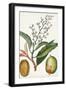 Turpin Tropical Fruit X-Turpin-Framed Art Print