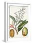 Turpin Tropical Fruit X-Turpin-Framed Art Print