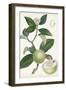 Turpin Tropical Fruit XI-Turpin-Framed Art Print