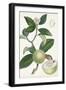 Turpin Tropical Fruit XI-Turpin-Framed Art Print