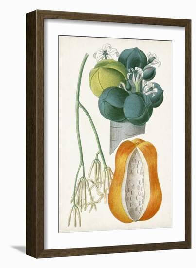 Turpin Tropical Fruit XII-Turpin-Framed Art Print